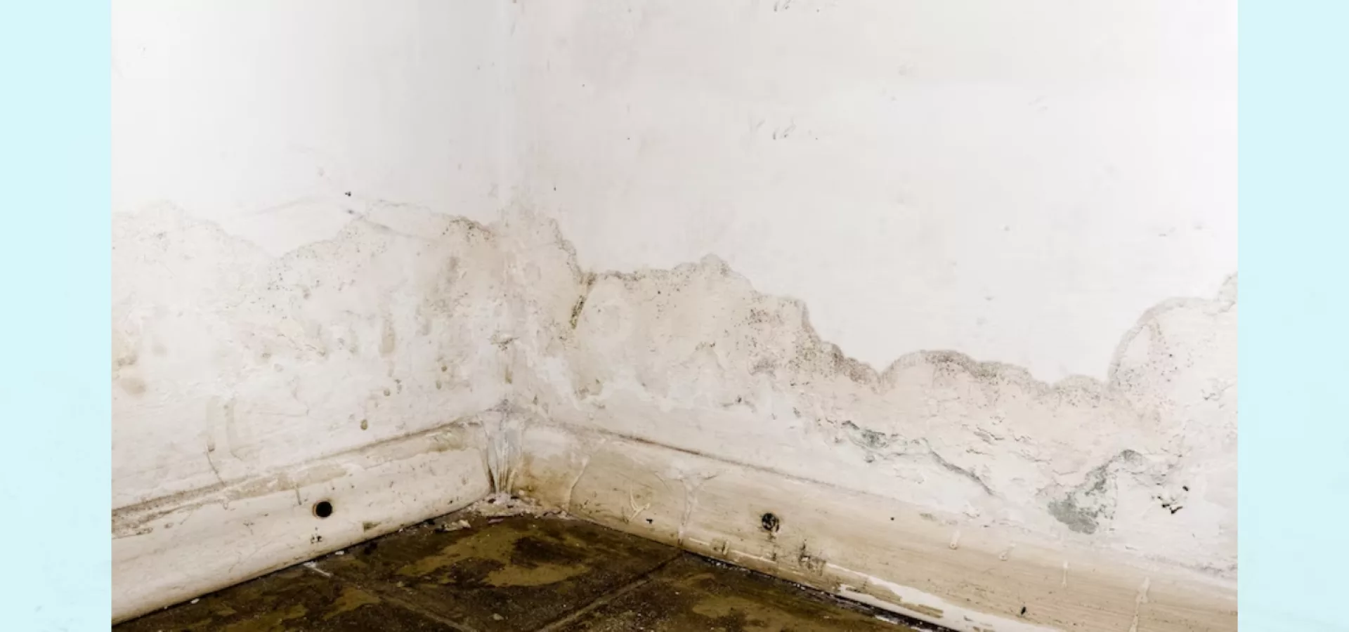Cómo quitar el moho de las paredes sin dañar la pintura?: los