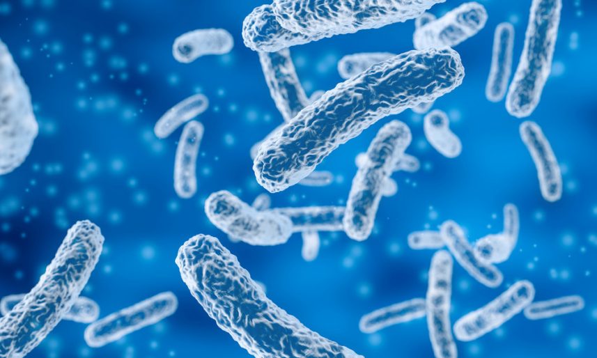 Bacteria